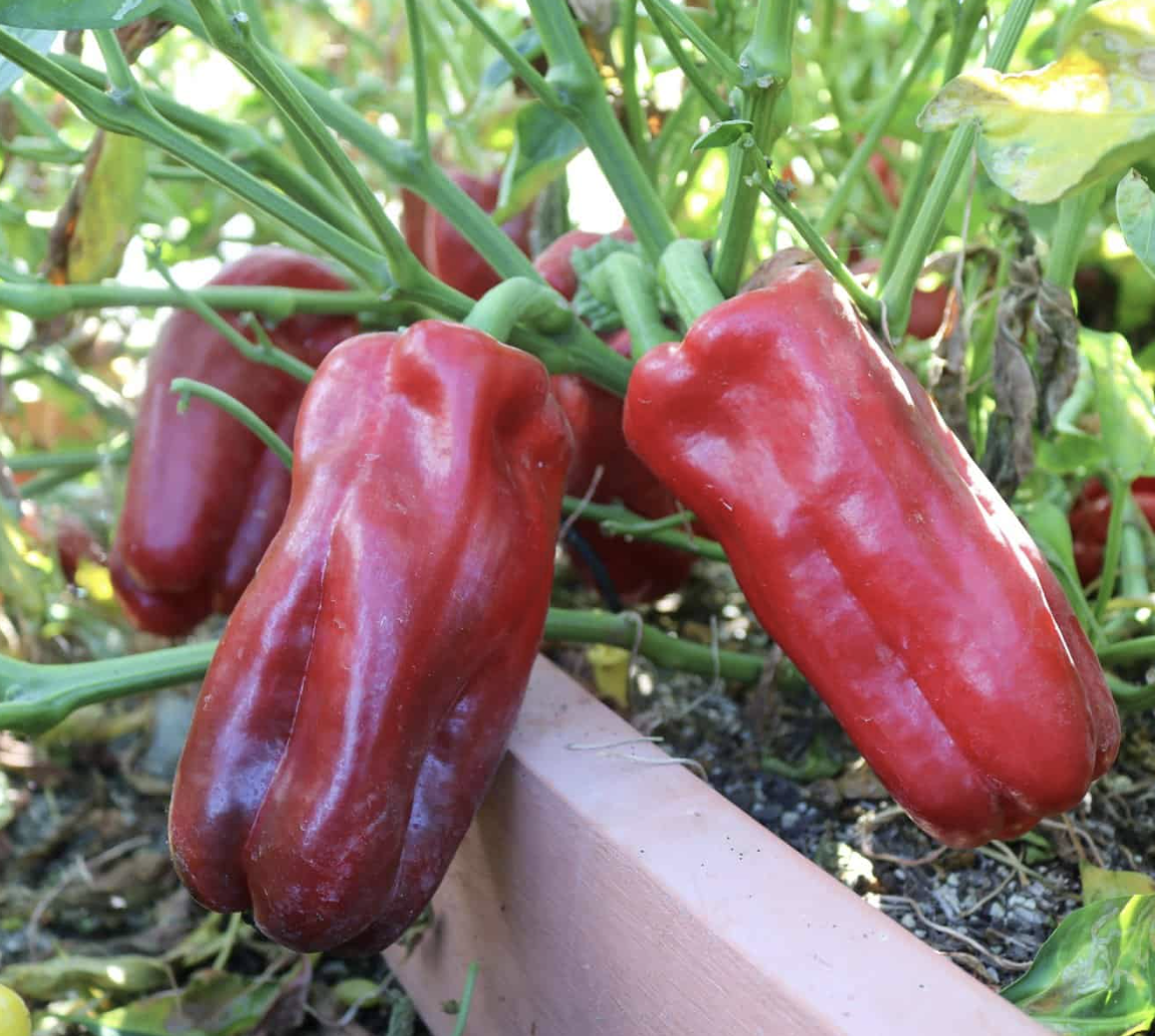 レッドペッパー Red Impact, (F1) Pepper Seeds | Urban Farmer